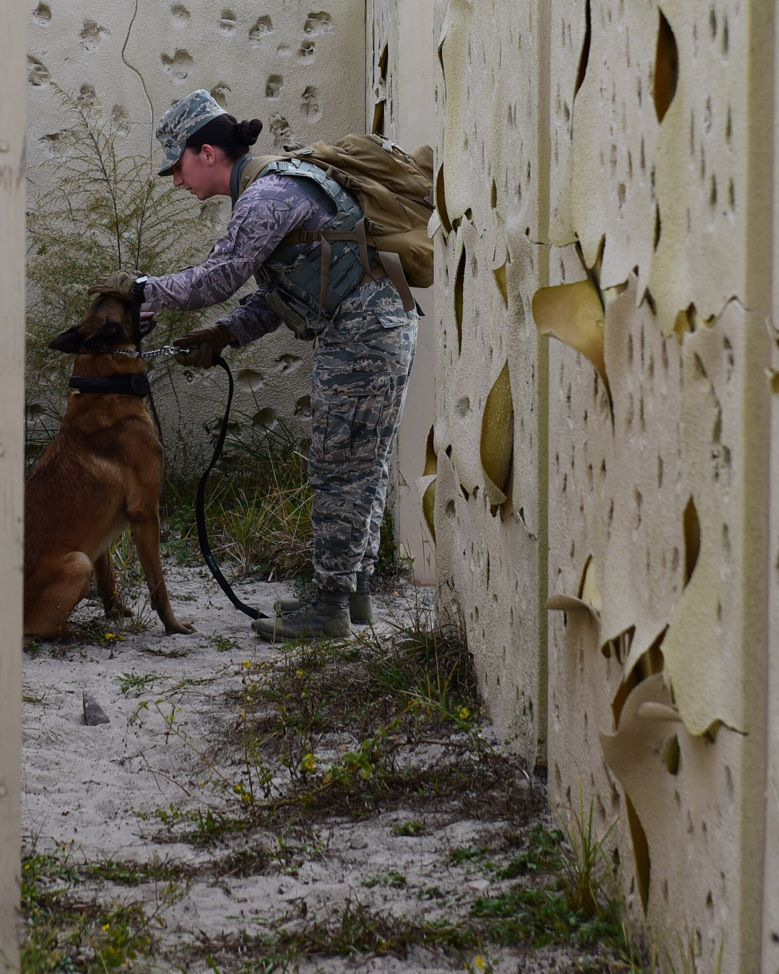 U.S. Air Force Staff Sgt. Caitlin Bourque, 325th Security Forces Squadron military working dog handler, checks her partner during an exercise at Tyndall Air Force Base, Fla., Nov. 27, 2017. A military working dog handler is responsible for the care and training of his or her service dog, which contributes to combat operations abroad and installation security at home by providing target odor detection for both explosives and drugs. (U.S. Air Force photo by Senior Airman Cody R. Miller/Released)
