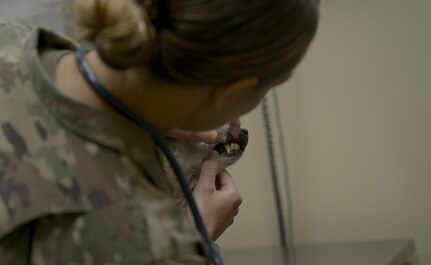 U.S. Army Capt. Chelsi Deaner, Public Health Activity, Fort Gordon, veterinarian core officer, checks a dog’s teeth at the veterinarian clinic here March 9, 2018.