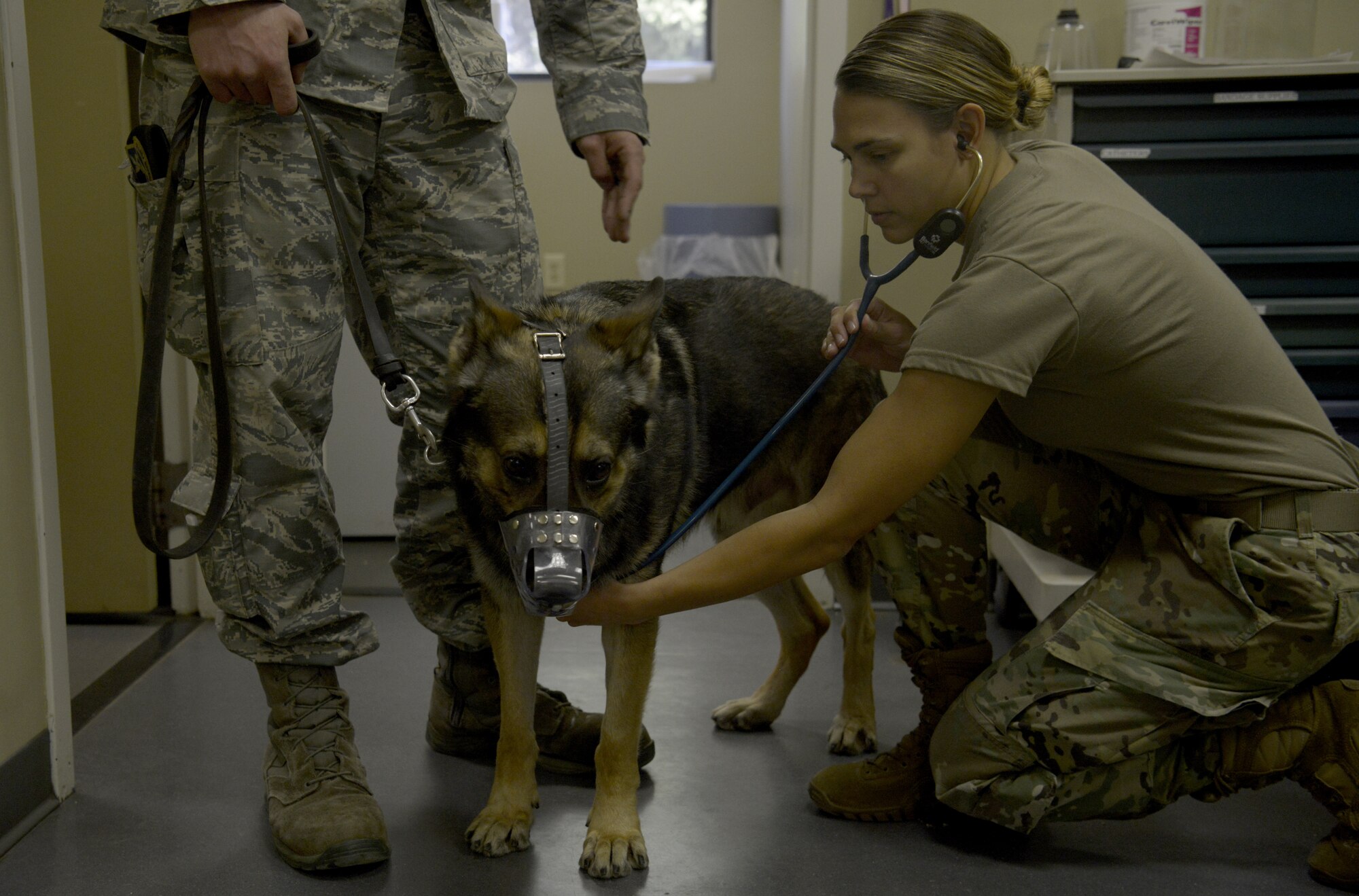 U.S. Army Capt. Chelsi Deaner, right, Public Health Activity, Fort Gordon, veterinarian core officer, performs a health screening for Szultan, a military working dog from the 628th Security Forces Squadron March 9, 2018.