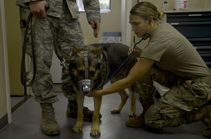 U.S. Army Capt. Chelsi Deaner, right, Public Health Activity, Fort Gordon, veterinarian core officer, performs a health screening for Szultan, a military working dog from the 628th Security Forces Squadron March 9, 2018.