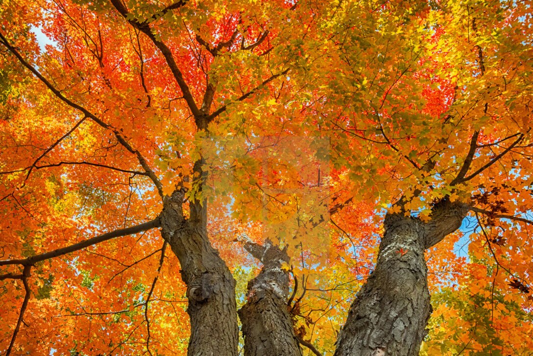 Army Reserve Command To Host Arbor Day Celebration