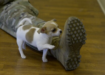 A puppy smells the boot of U.S. Army Pvt. Aeris Makley, Public Health Activity, Fort Gordon, animal care specialist, at the Veterinary Clinic here March 9, 2018.