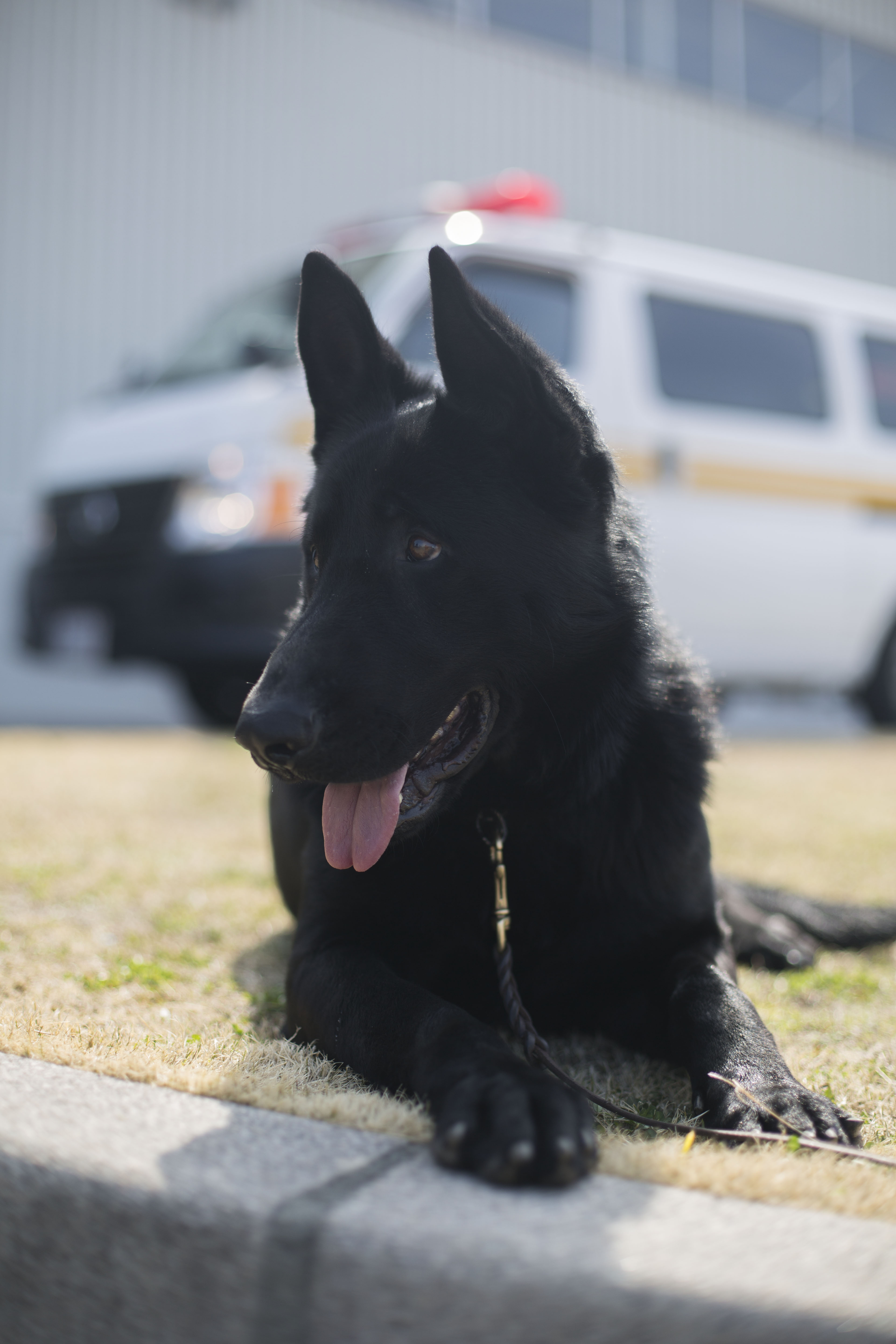 憲兵隊がK-9合同訓練実施 > Marine Corps Air Station Iwakuni
