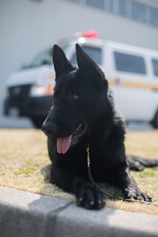 MCAS Iwakuni PMO hosts joint K-9 training