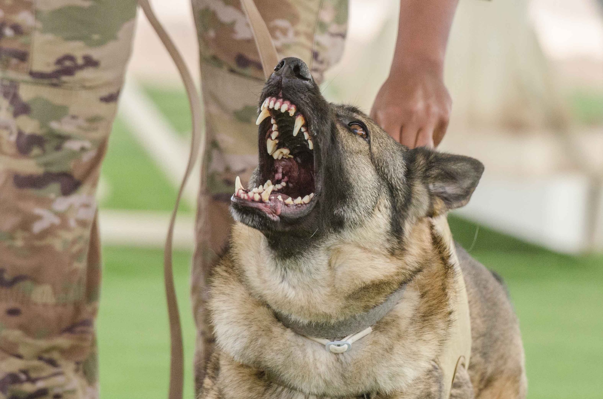 Military working dogs demonstrate controlled aggression tactics