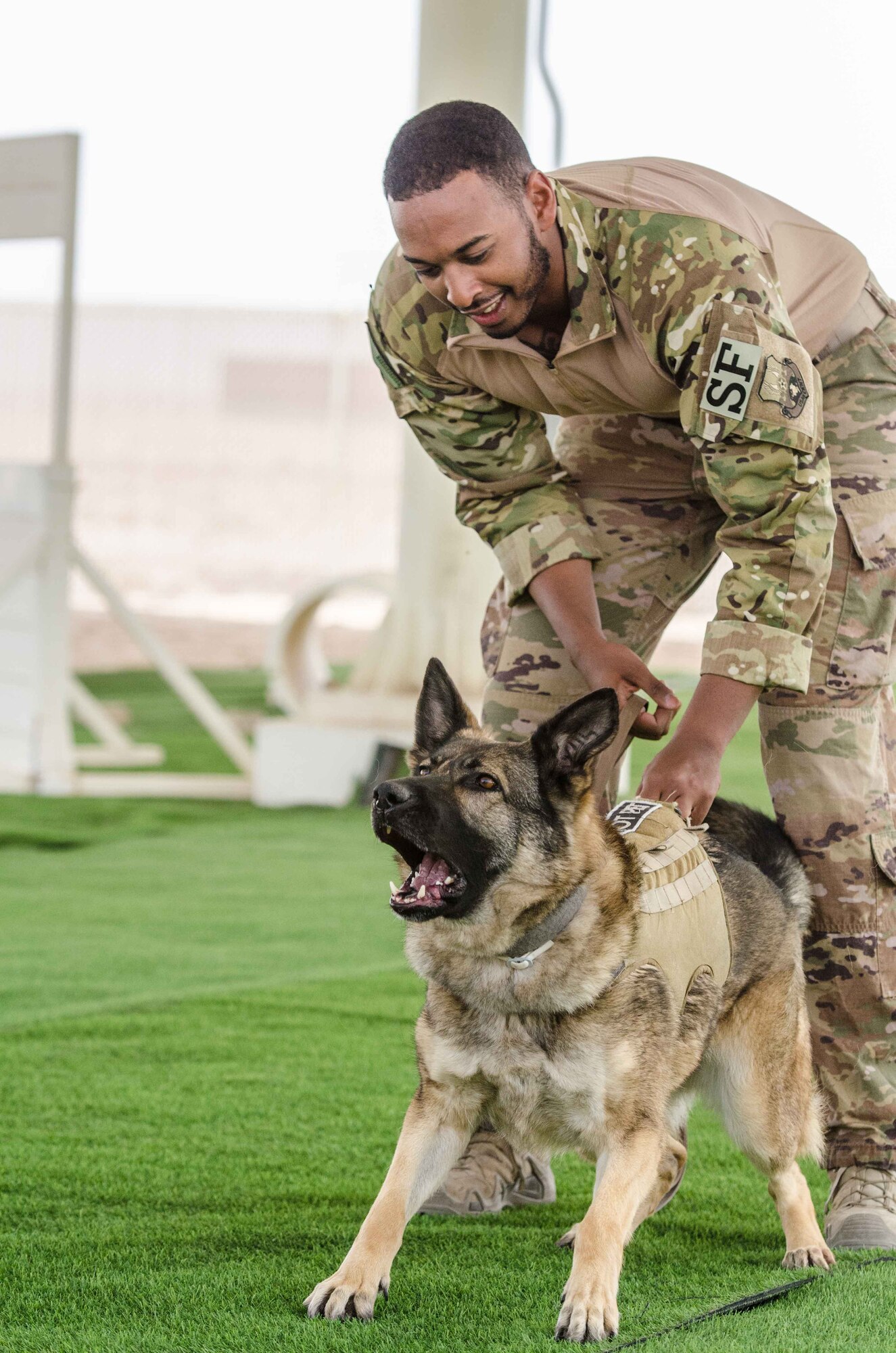 Military working dogs demonstrate controlled aggression tactics