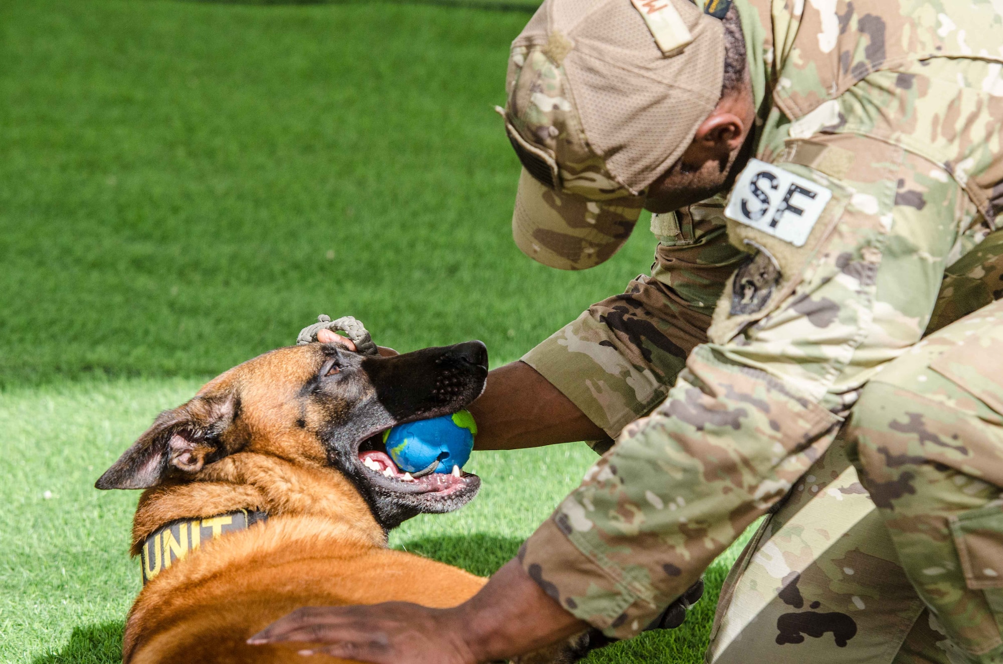 Military working dogs demonstrate controlled aggression tactics