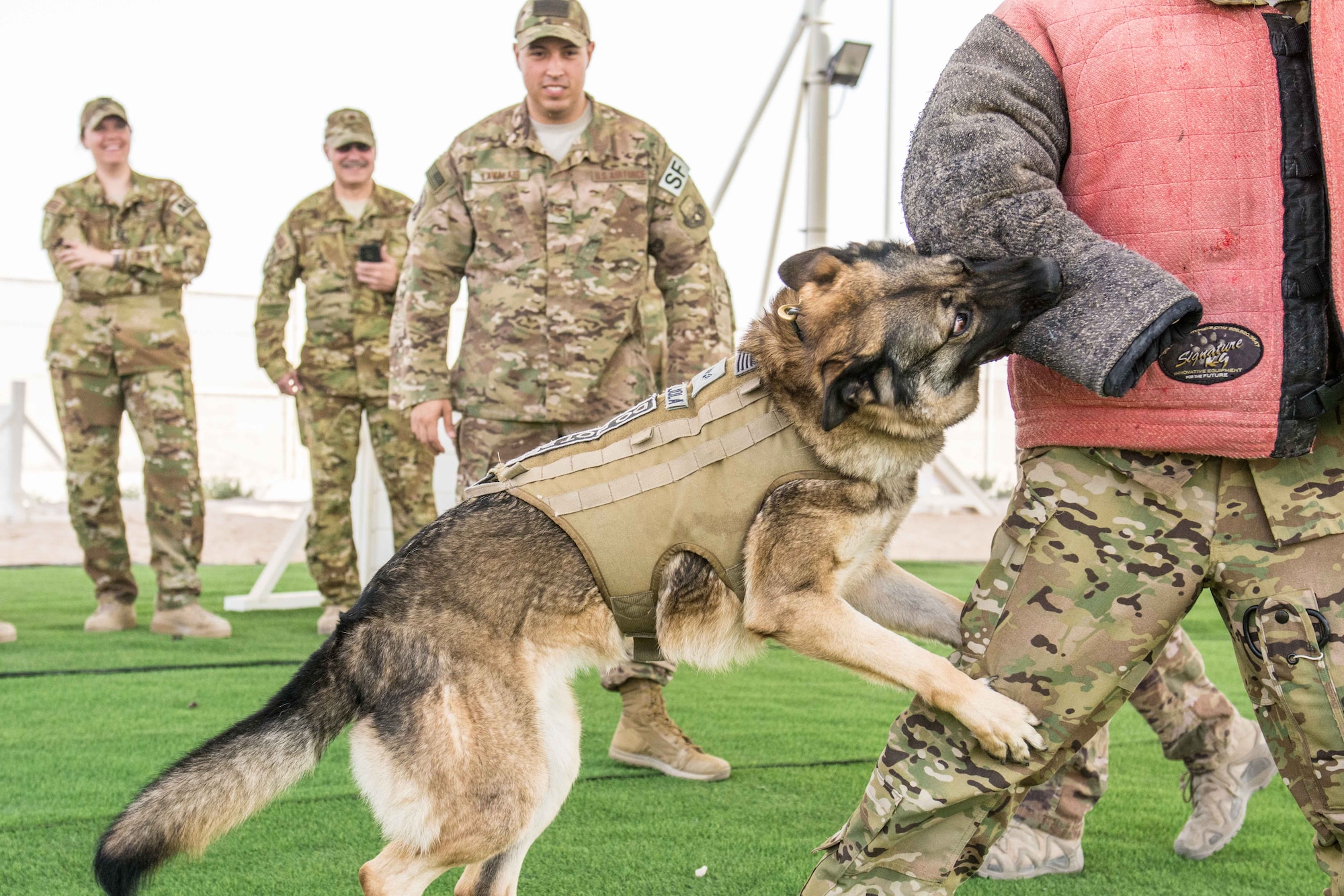 Military working dogs demonstrate controlled aggression tactics