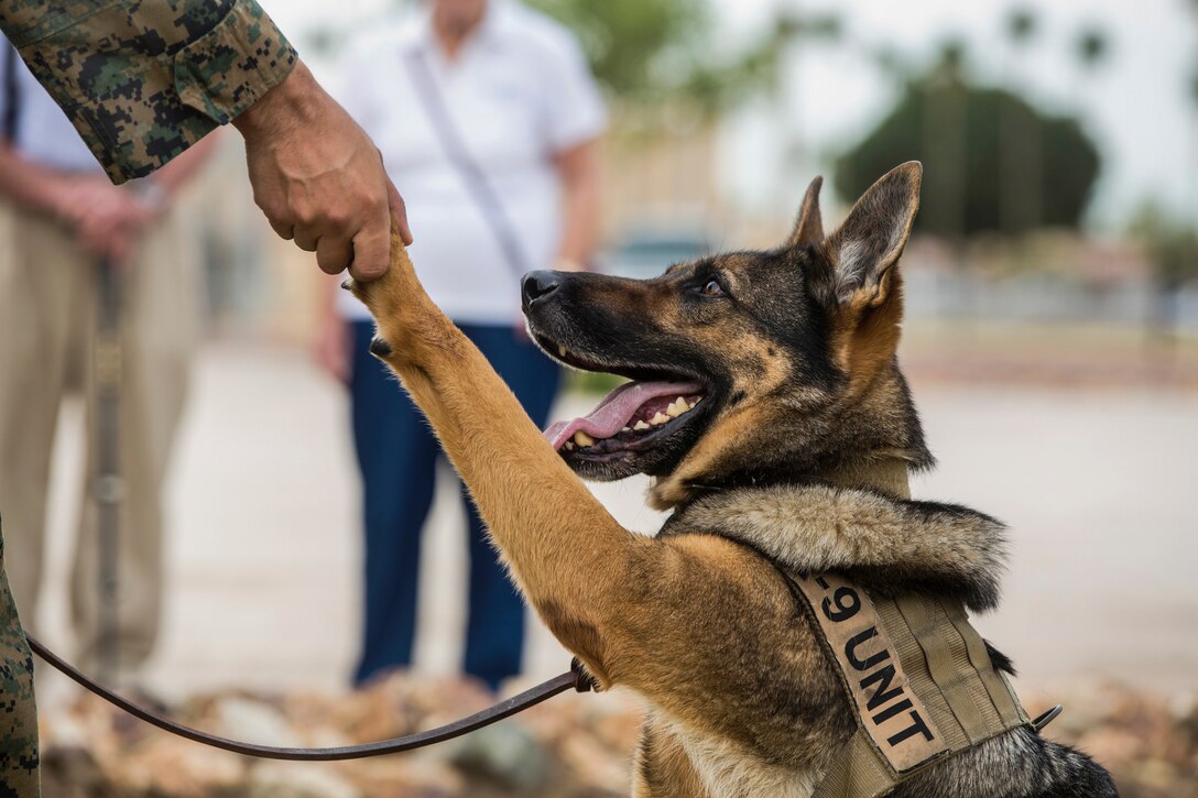 A sitting dog holds his paw up as a Marine's hand clasps it.
