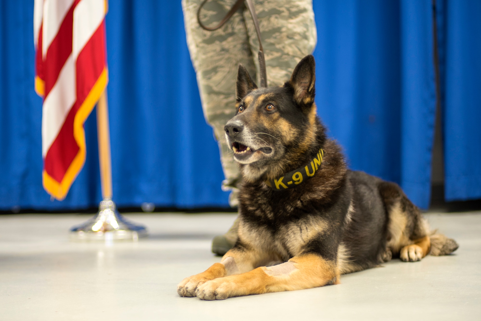 Military working dog Apacs rests during his retirement ceremony March 9, 2018, at MacDill Air Force Base, Fla. Apacs retired after six years of honorable service