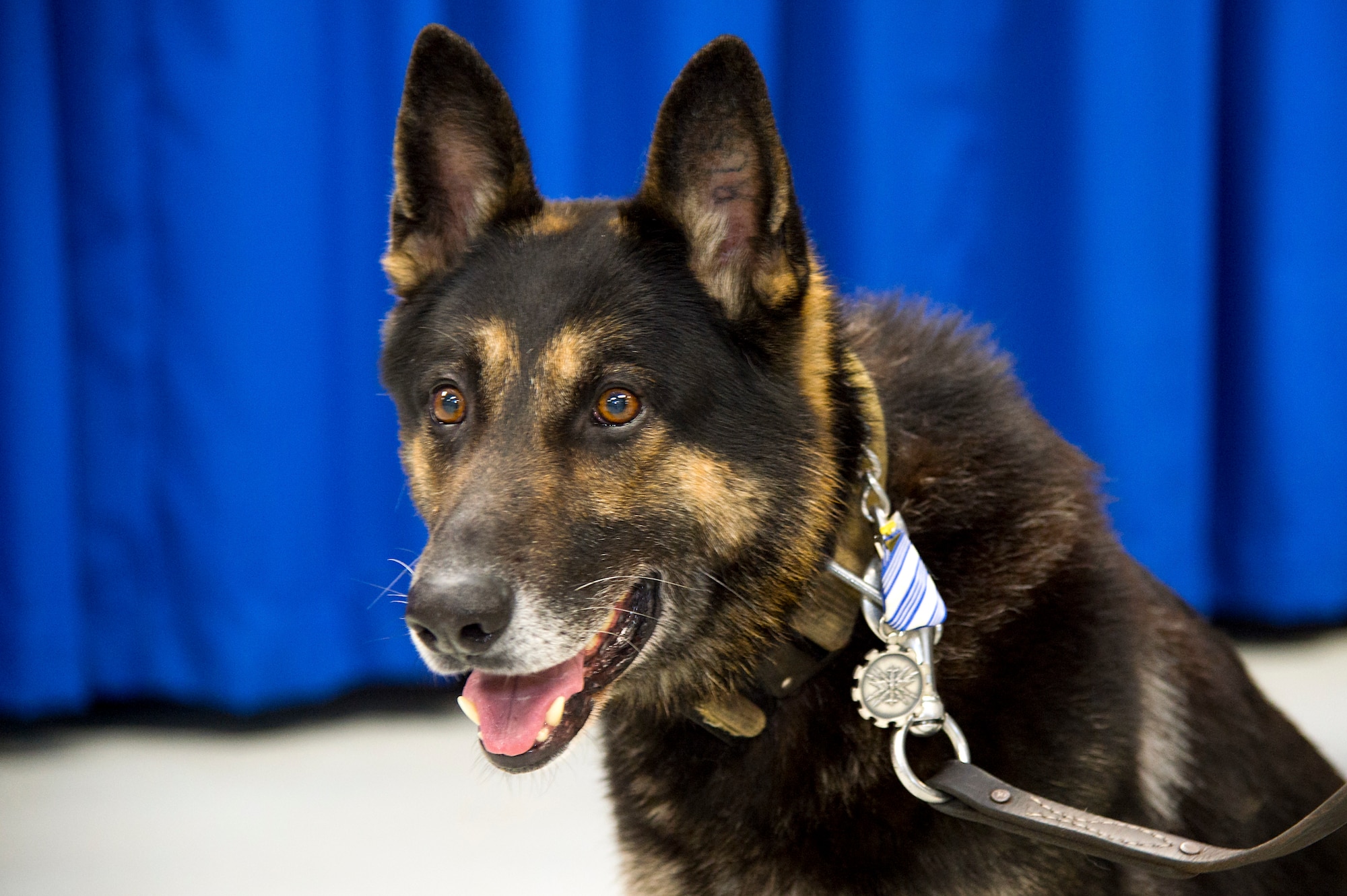 Military working dog Apacs, sits during his retirement ceremony March 9, 2018, at MacDill Air Force Base, Fla. Throughout his six years of service, Apacs deployed twice in support of Operation Enduring Freedom, conducted thousands of explosive detection sweeps and hundreds of random anti-terrorism measures.