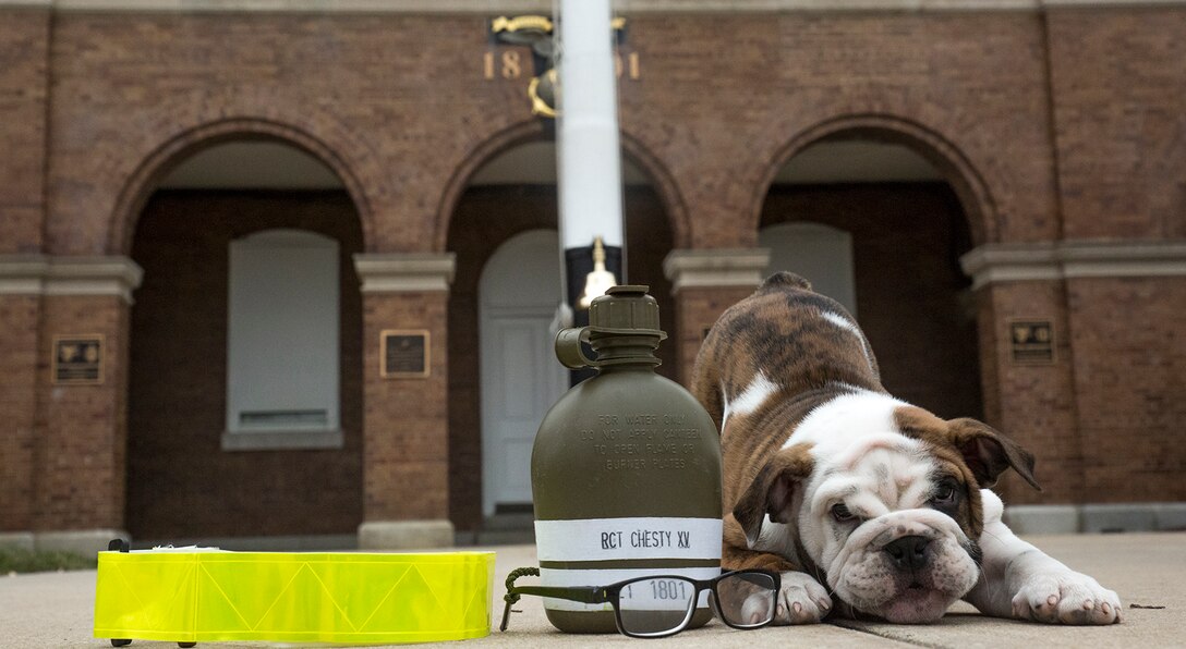 Recruit Chesty XV prepares to put on his gear as he arrives at Marine Barracks Washington, Washington D.C., Mar. 19, 2018. Chesty begins his recruit training at Marine Barracks Washington effective immediately! (Official Marine Corps photo by Sgt. Robert Knapp/Released)