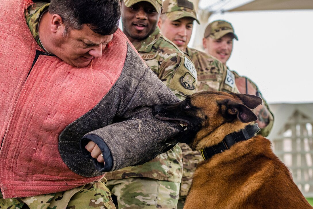 A dog bites the protective sleeve of an airman wearing a protective coat.