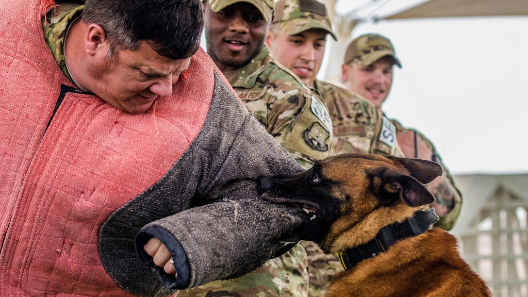 A dog bites the protective sleeve of an airman wearing a protective coat.
