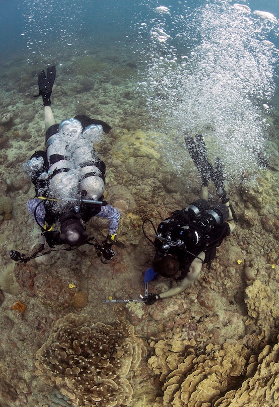 Divers check the progress of transplanted corals.