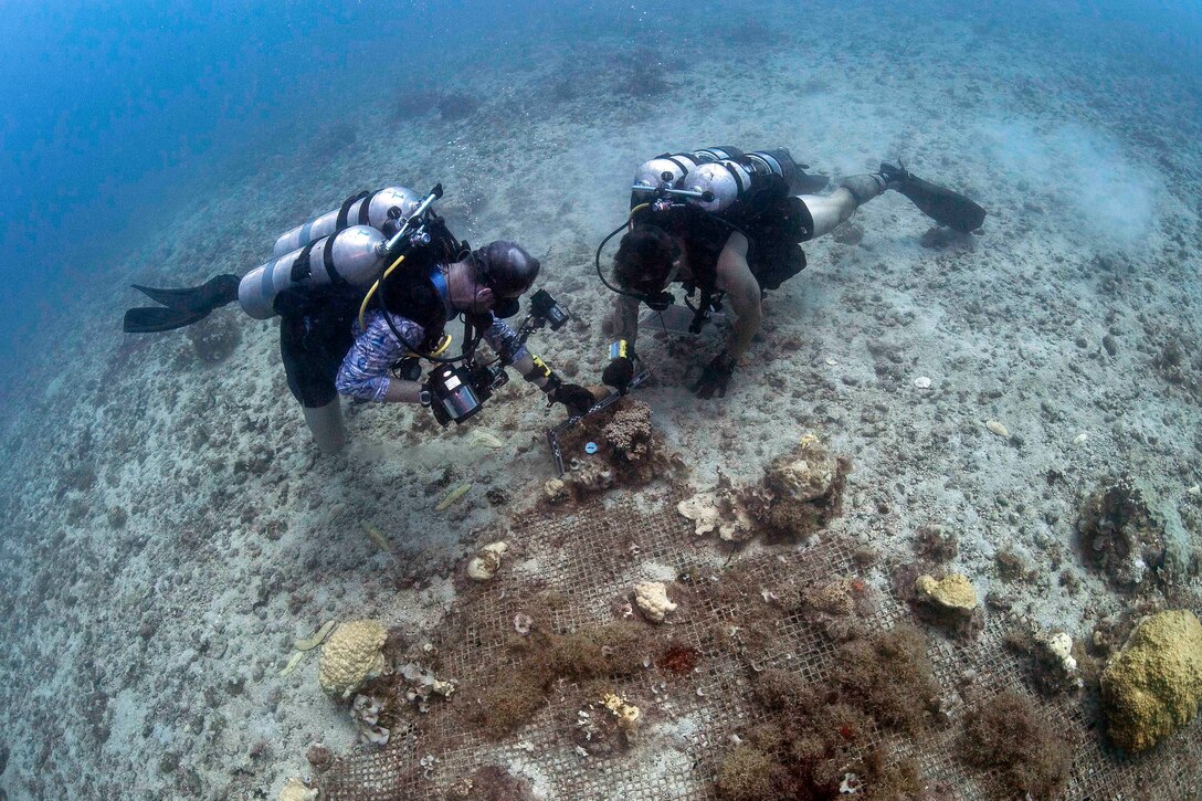 Divers check pieces of transplanted corals.