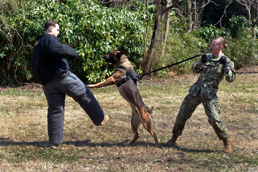 A sailor watches her dog demonstrate a controlled aggression technique.