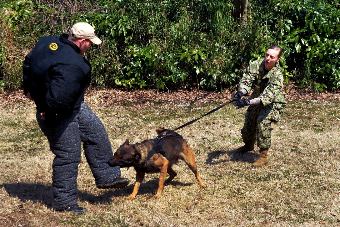 A sailor watches her dog demonstrate a controlled aggression technique.