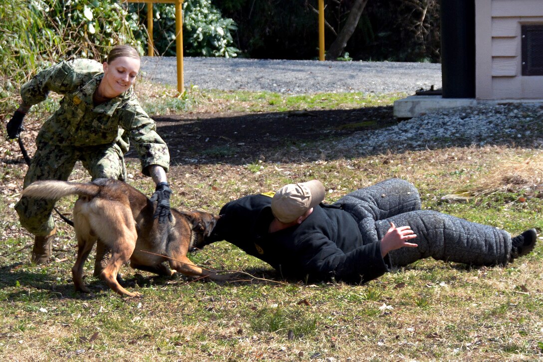 A sailor watches her dog demonstrate a controlled aggression technique.