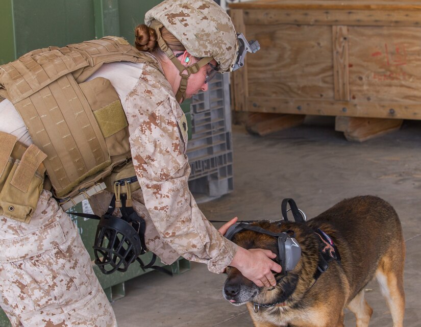 Military K-9s train in Black Hawks > U.S. Army Central > Featured