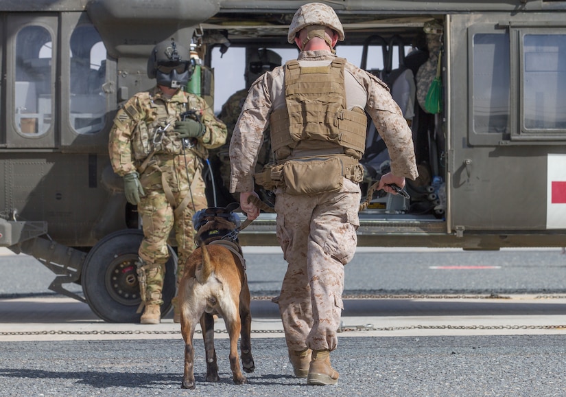 Military K-9s train in Black Hawks > U.S. Army Central > Featured