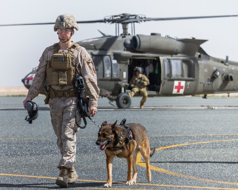 Sergeant Suzette Clemons, a military dog handler with the 1st Marine Expeditionary Force, and her military working dog, Denny, walk back to the loading zone following their ride in a UH-60 Black Hawk helicopter as  part of medical evacuation training at Camp Buehring, Kuwait, March 13, 2018.