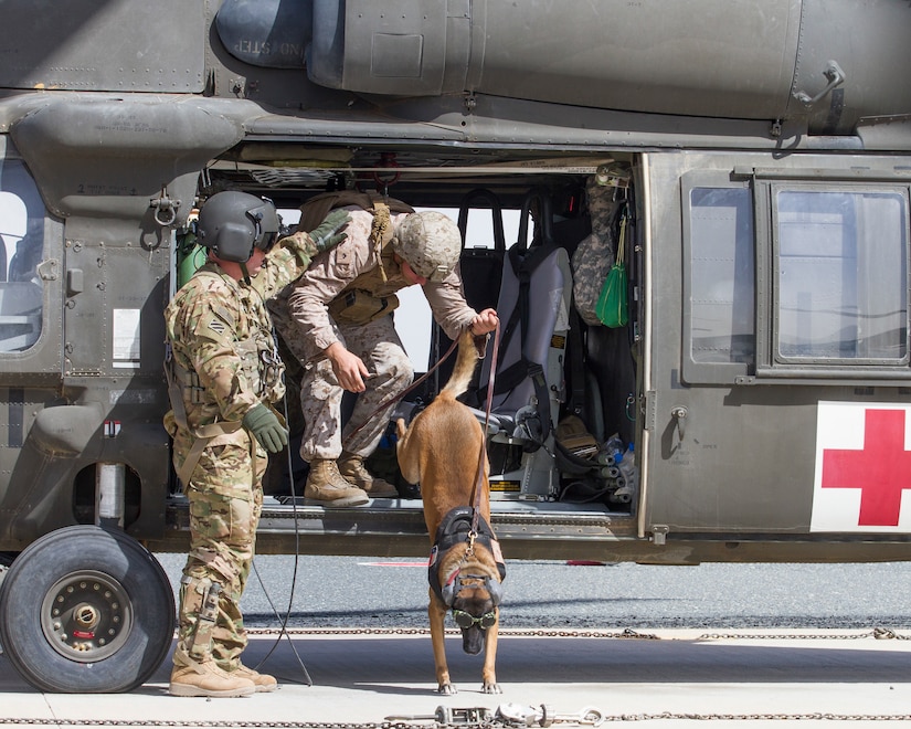 Military K-9s train in Black Hawks > U.S. Army Central > Featured