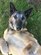 Astra, retired 20th Security Forces Squadron (SFS) military working dog (MWD), plays in the grass near Shaw Air Force Base, S.C., circa 2018.