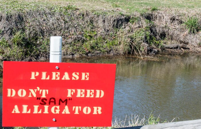 An alligator sunbathes on the bank of a water hazard at the Wrenwoods Golf Course on Joint Base Charleston March 20, 2018.