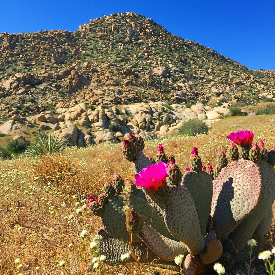 Springtime brings an abundance of bright blooms throughout the desert.