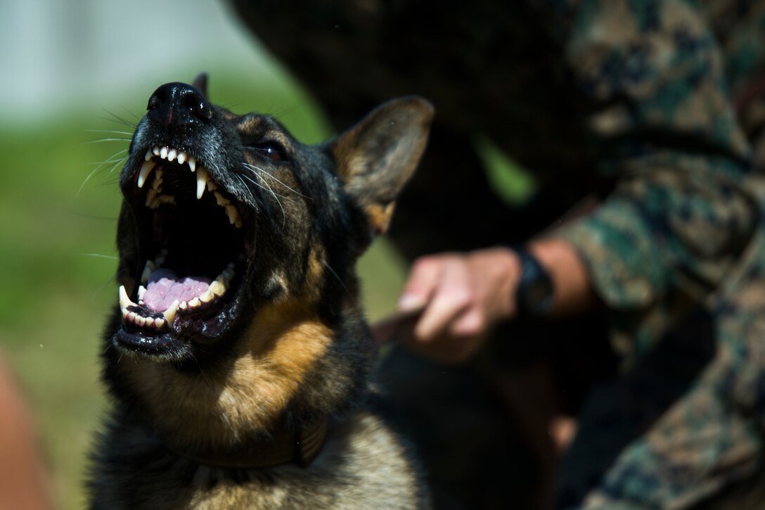 Cpl. Mark Smith executes routine aggression tactics with his dog, Corado, at Camp Hansen, Okinawa, Japan March 21, 2018. Smith is a military working dog handler with 3rd Law Enforcement Battalion, III Marine Expeditionary Force Information Group, and is a native of Chester, West Virginia. Marines with 3rd LE conducted routine patrols, aggression tactics, and cleared buildings to improve their capabilities and prepare for upcoming deployments.