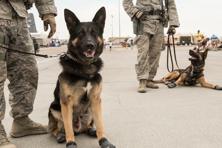Military Working Dog, Bob, poses for the camera during an airshow in 2014. After four years of service, Bob was medically retired and adopted by his first handler, Staff Sgt. Steven Watkins.