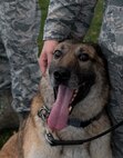 K-9 Heroes: 2nd SFS honors MWD