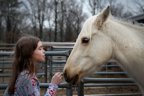 A young girl with wearing a gray shirt with pink flowers on it looks and pets a white horse.