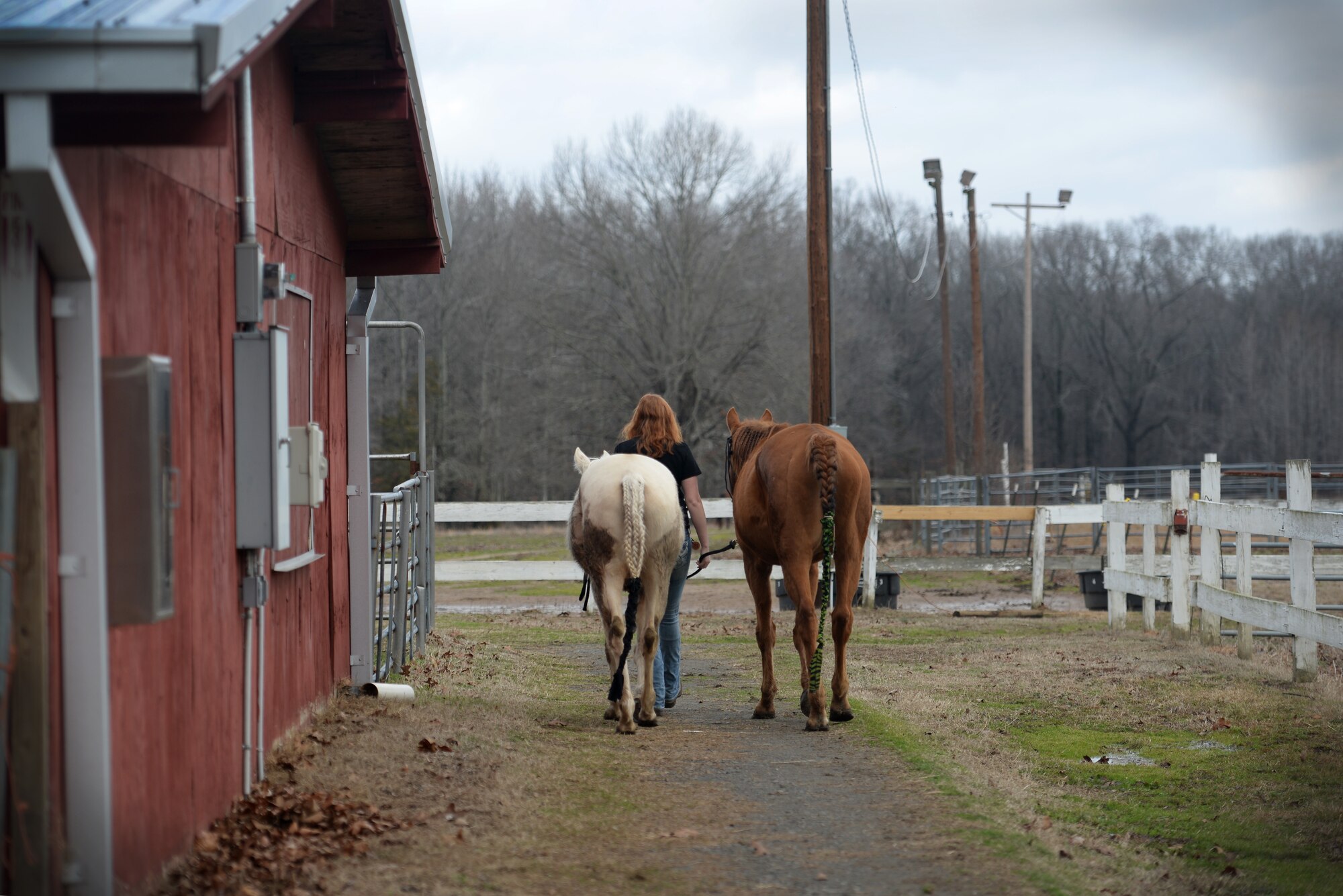 A girl walks away from the camera holding onto two leads attached to a white and a brown horse.