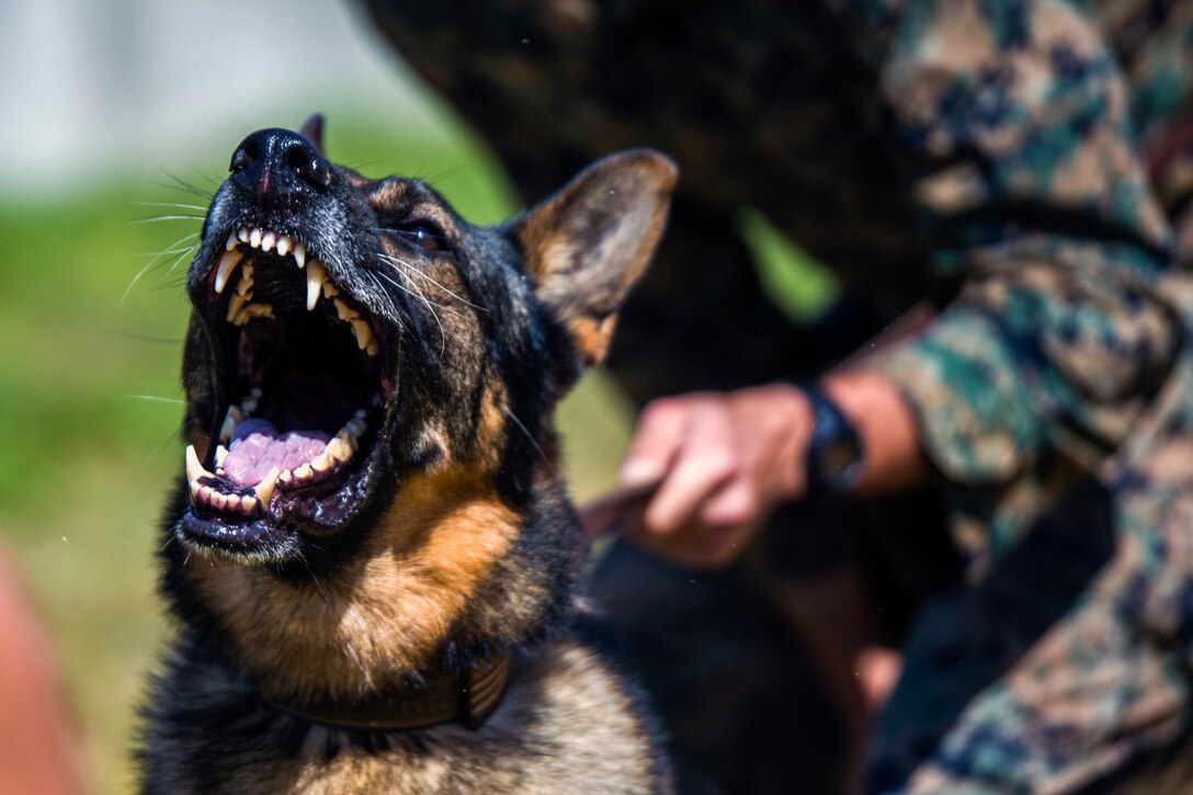 A military working dog bares its teeth during routine aggression tactics.