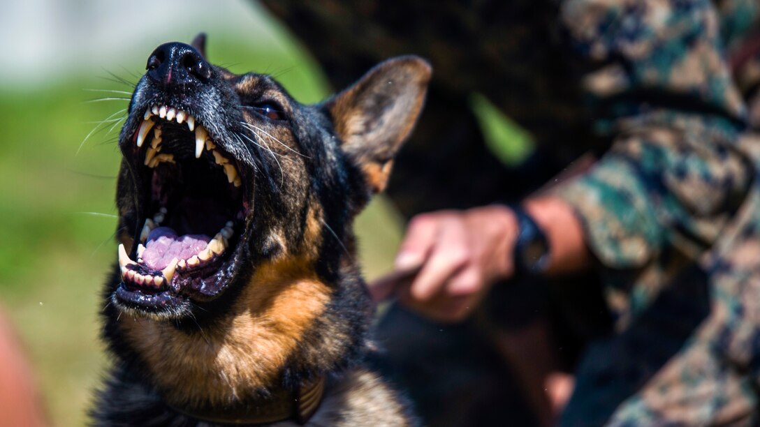 A military working dog bares its teeth during routine aggression tactics.