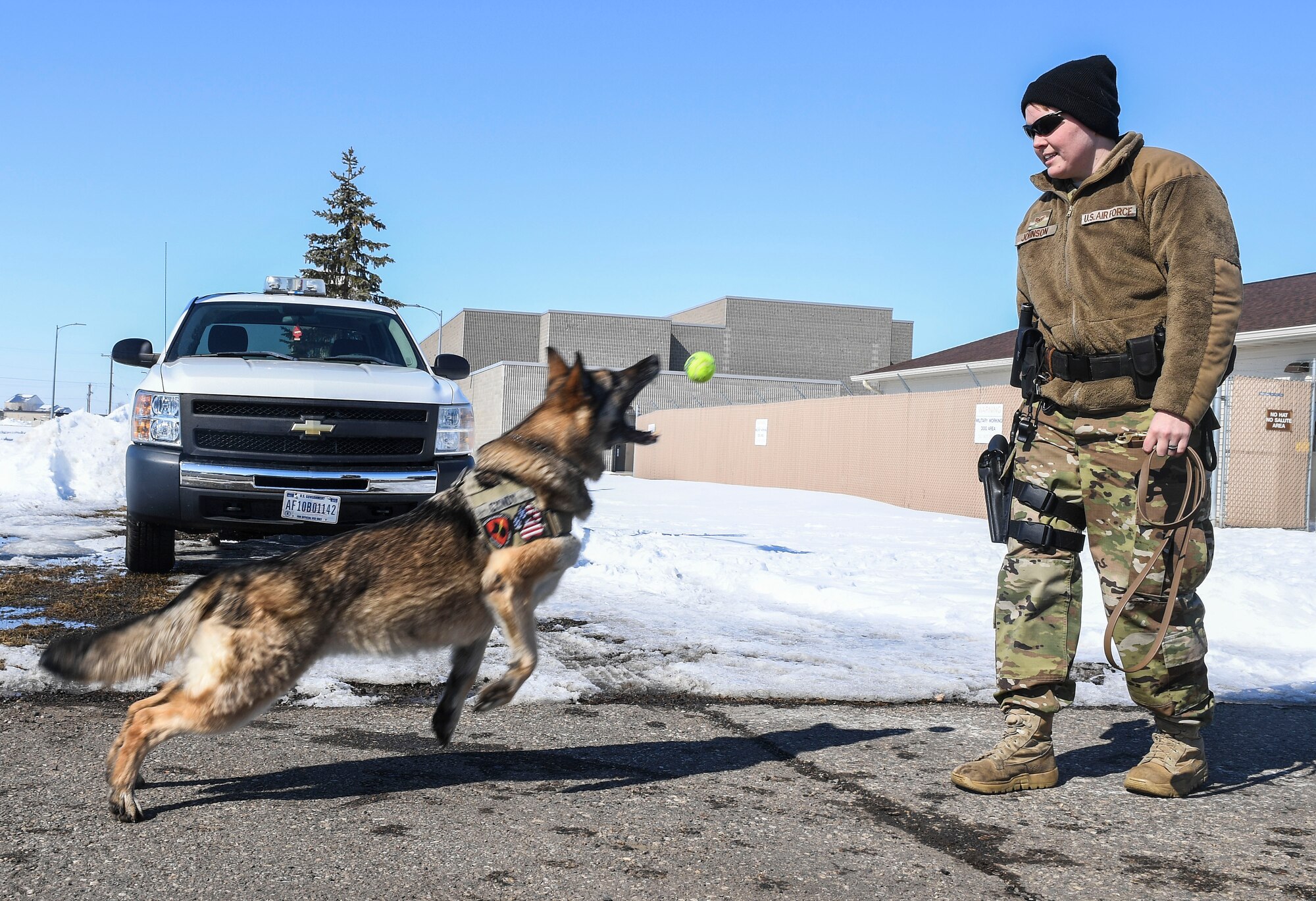 military working dog