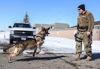 military working dog