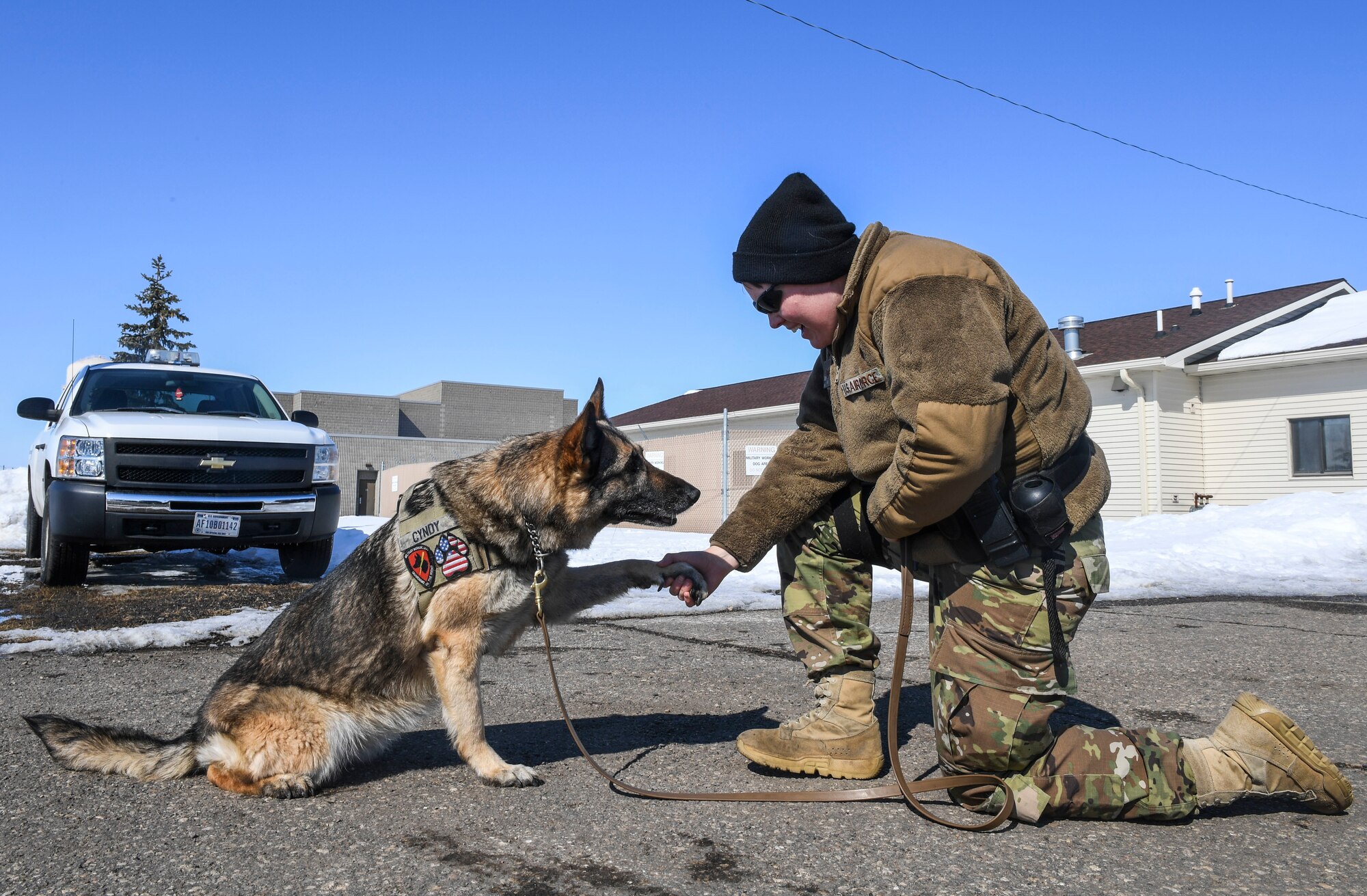 military working dog