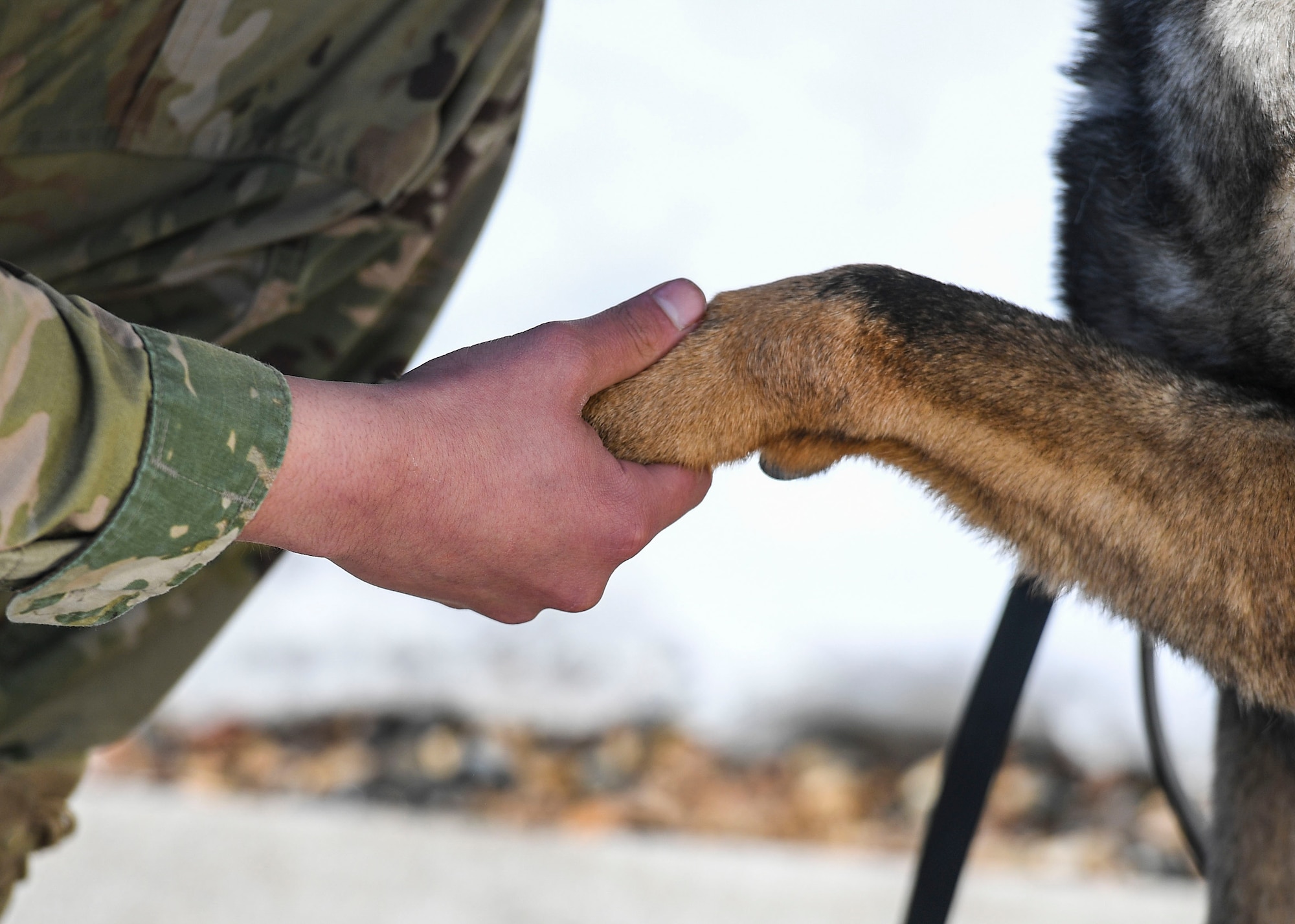 military working dog