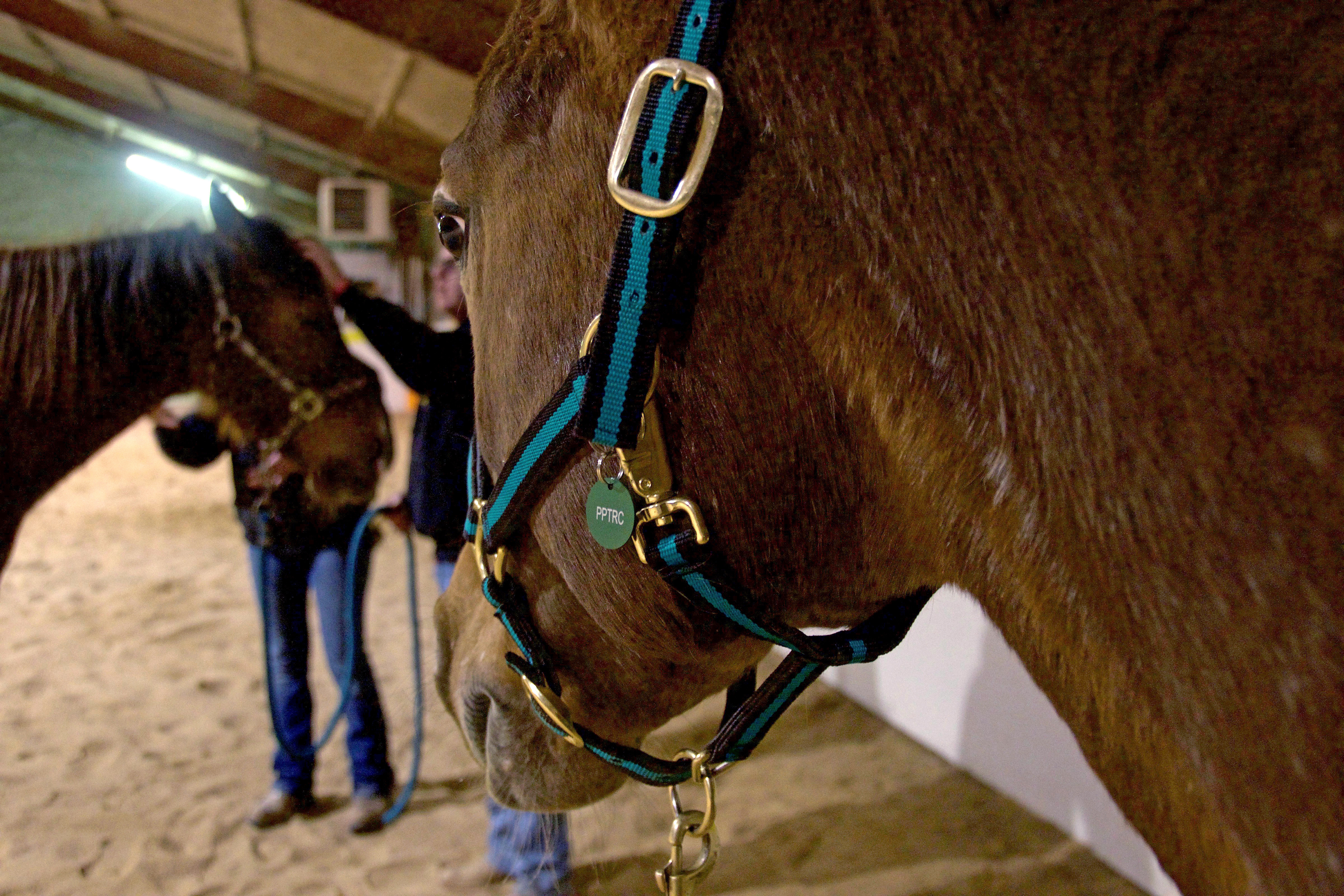 Veterans Build Resilience Through Equine Assisted Therapy U S Department Of Defense Defense Department News