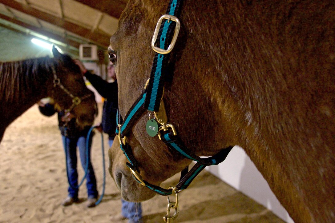 Therapeutic horse Fancy stands by awaiting instruction from a staff member during training at the Pikes Peak Therapeutic Riding Center in Colorado Springs on Thursday, Mar. 9th, 2018.