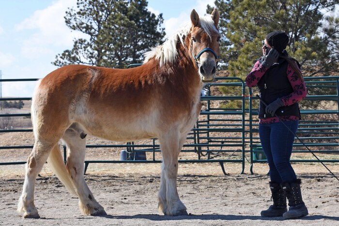 A woman and a horse stand next to each other in a pen.