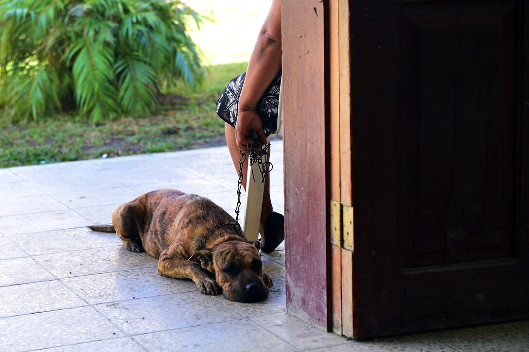 A dog waits to be seen by Army veterinarians.