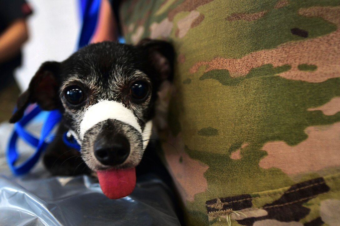 Army veterinarians provide care to a dog.