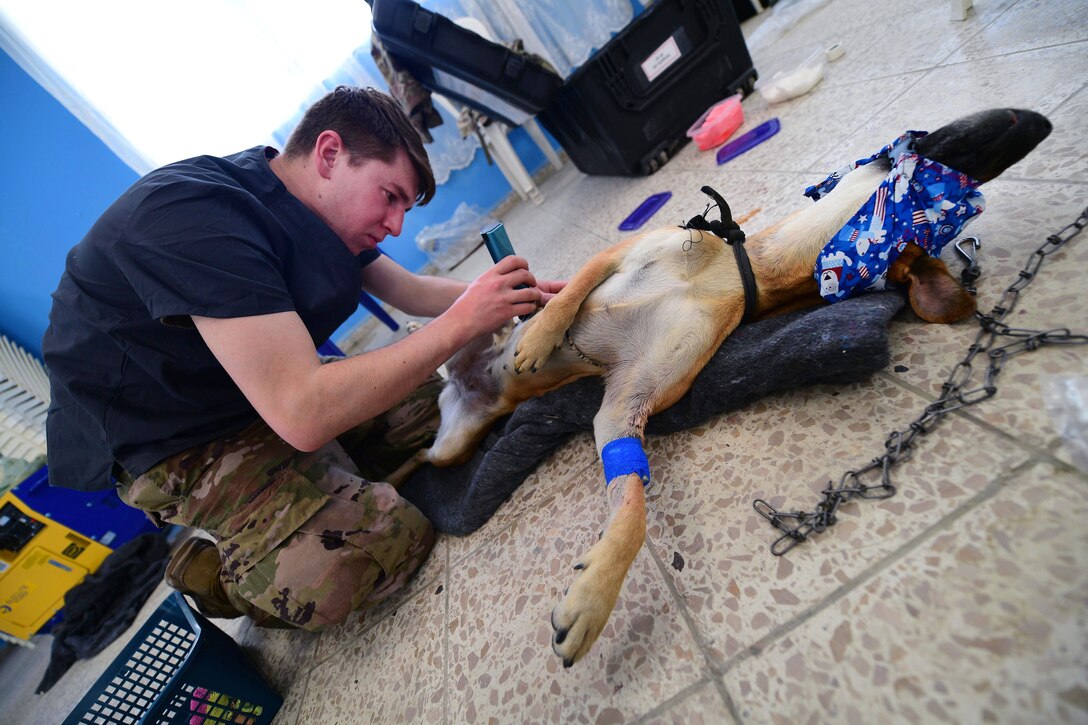 A soldier shaves a dog before surgery.