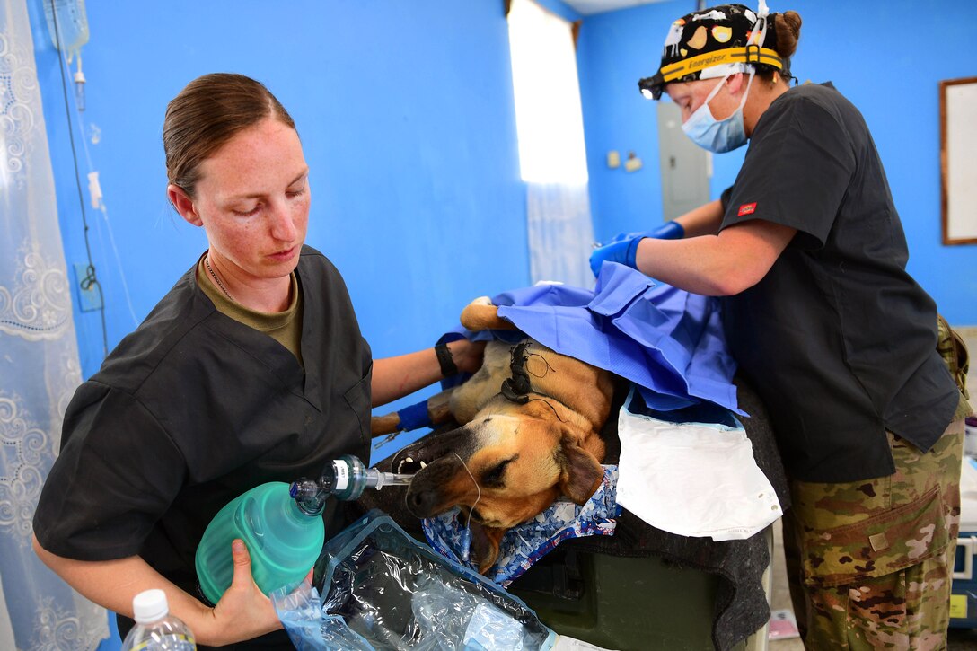 Soldier prepare a dog for surgery.