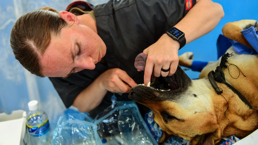 A soldiers provides care to a dog on its back during a military operation.