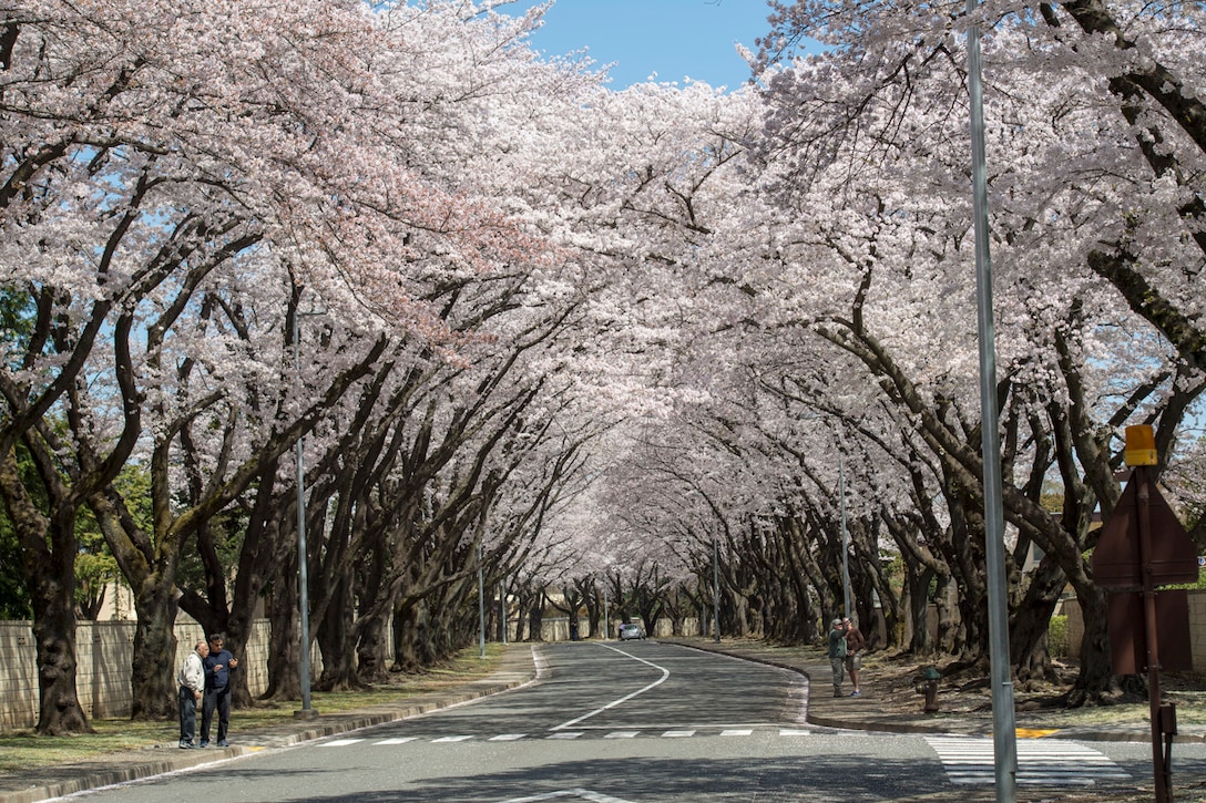Yokota in full bloom